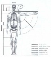Пропорции человеческого тела